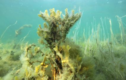 EN: Underwater flora on the seabed in clear water. // DK: Undervandsflora på havbunden i klart vand. // DE: Unterwasserflora am Meeresboden in klarem Wasser.