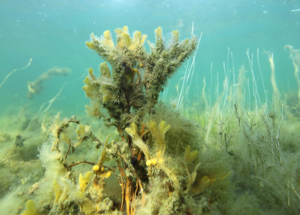 EN: Underwater flora on the seabed in clear water. // DK: Undervandsflora på havbunden i klart vand. // DE: Unterwasserflora am Meeresboden in klarem Wasser.