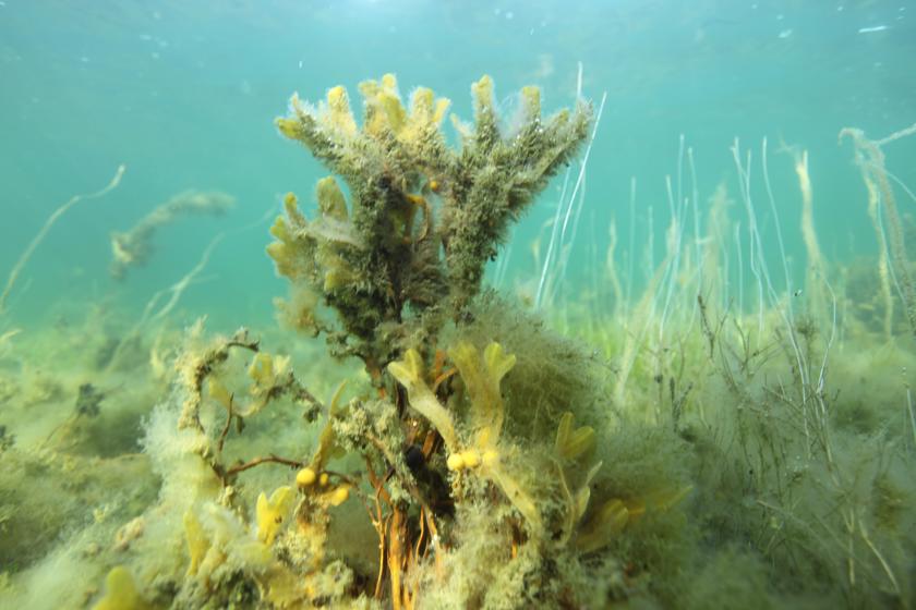 EN: Underwater flora on the seabed in clear water. // DK: Undervandsflora på havbunden i klart vand. // DE: Unterwasserflora am Meeresboden in klarem Wasser.
