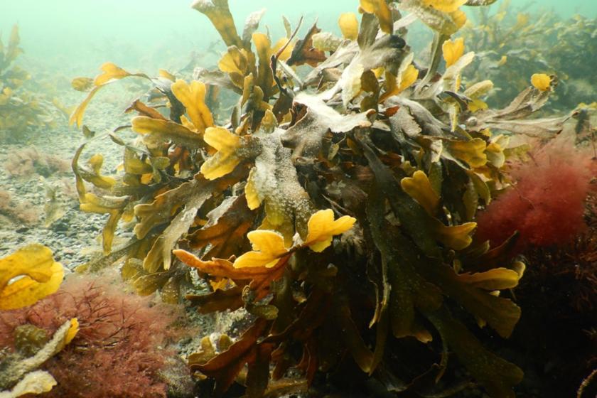 EN: A yellow-brown-green algae plant // DK: En gul-brun-grøn algeplante // DE: Eine gelb-braun-grüne Algenpflanze
