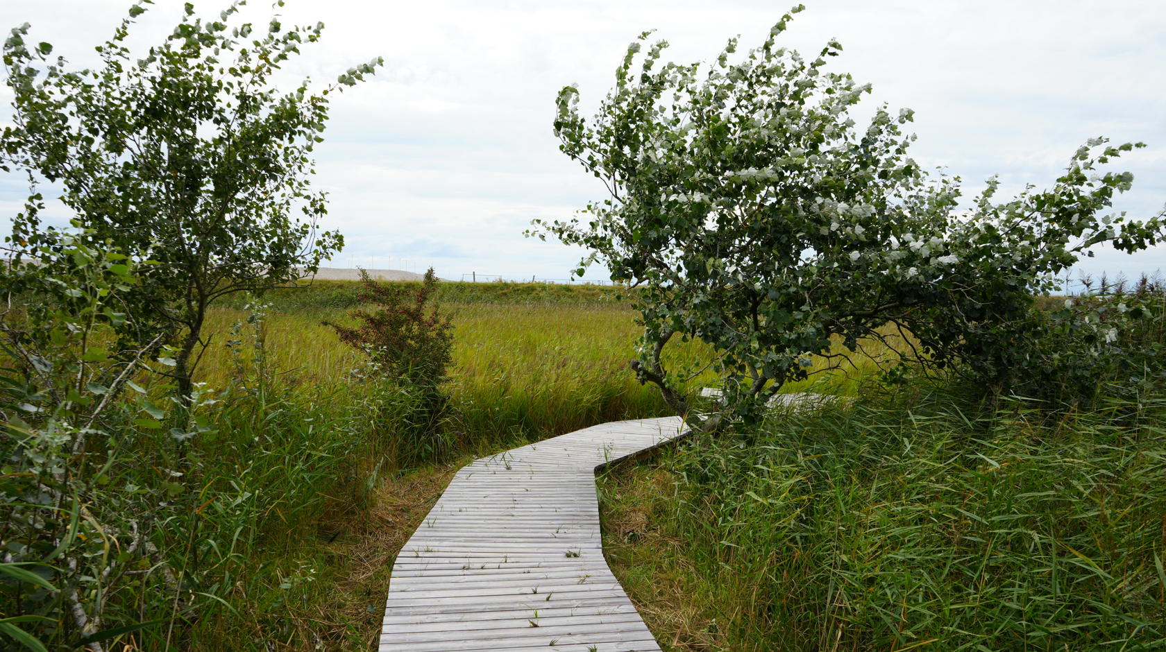 A wooden path leads through tall grass and past small, scattered trees.