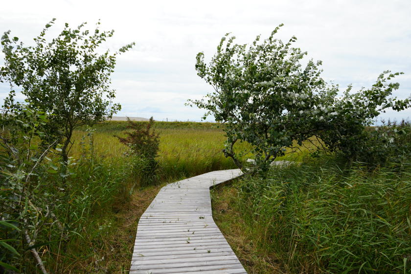 En træsti fører gennem højt græs og forbi enkelte, små træer.