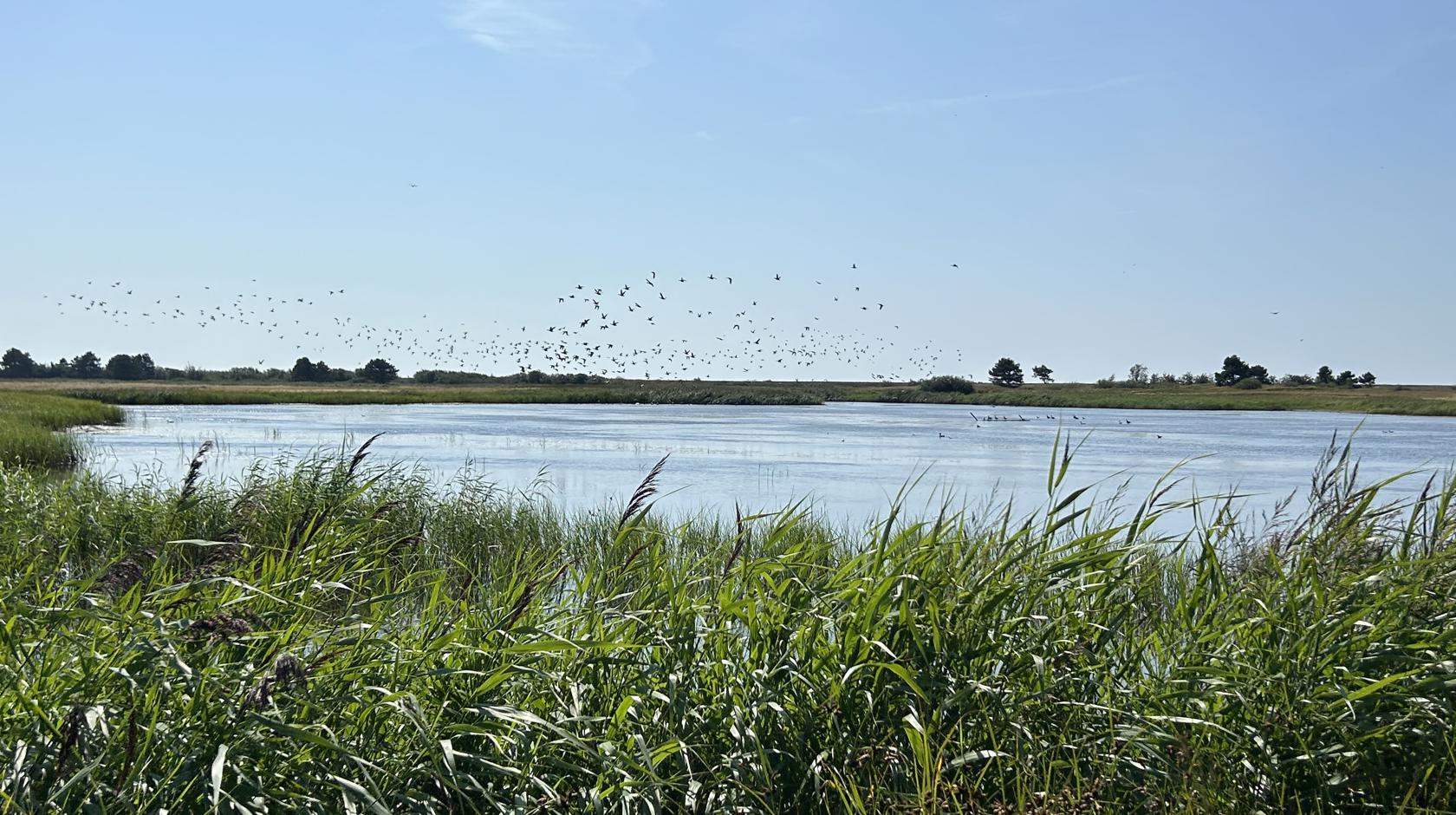 EN: Natural landscape. Grass in the foreground, a lake behind it. Birds flying over the lake. // DE: Naturlandschaft. Im Vordergrund Gras, dahinter ein See. Über dem See fliegen Vögel. // DA: Naturlandskab. I forgrunden græs, bagved en sø. Over søen flyver fugle.